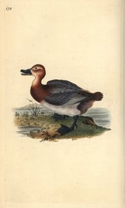 Vanlig tröja eller rödhårig viva, Aythra ferina (hona). Handfärgad kopparplåt ritad och graverad av Edward Donovan från hans egen "Natural History of British Birds", London av Edward Donovan