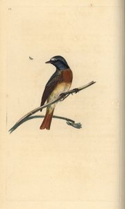 Vanlig rödstjärt, Phoenicurus phoenicurus. Handfärgad kopparplåt ritad och graverad av Edward Donovan från hans egen "Natural History of British Birds", London av Edward Donovan