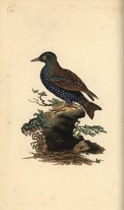 Stare, Sturnus vulgaris. Handfärgad kopparplåt ritad och graverad av Edward Donovan från hans egen "Natural History of British Birds", London av Edward Donovan