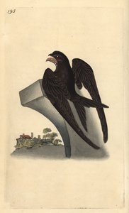 Vanlig hassel, Apus apus. Handfärgad kopparplåt ritad och graverad av Edward Donovan från hans egen "Natural History of British Birds", London av Edward Donovan