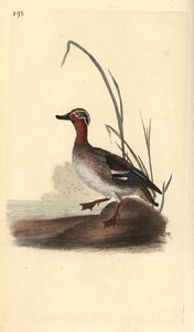 Vanlig kricka, Anas crecca, hane. Handfärgad kopparplåt ritad och graverad av Edward Donovan från hans egen "Natural History of British Birds", London av Edward Donovan