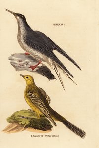 Vanlig sväng, Sternas hirundo och gul vipstjärt, Motacilla Plava av Edward Donovan