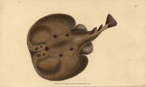Vanlig torped eller ögonstråle, Raja-torped. Handfärgad kopparplåt ritad och graverad av Edward Donovan från hans Natural History of British Fishes, Donovan och F.C. och J. Rivington, London av Edward Donovan