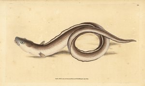 Conger ål, Muraena conger. Handkolorerad kopparplatta ritad och graverad av Edward Donovan från hans Natural History of British Fishes, Donovan and F.C. and J. Rivington, London. av Edward Donovan