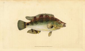 Korkvinge, Symphodus melops (Goldfinny, Labrus cornubius). Handfärgad kopparplåt ritad och graverad av Edward Donovan från hans Natural History of British Fishes, Donovan och F.C. och J. Rivington, London av Edward Donovan