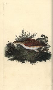 Corn crake, Crex crex. Nära hotad. Handfärgad kopparplåt ritad och graverad av Edward Donovan från hans egen "Natural History of British Birds", London av Edward Donovan