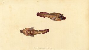 Cornish sucker, Lepadogaster purpurea (ocellated sucker, Cyclopterus ocellatus). Handkolorerat kopparstick tecknat och graverat av Edward Donovan från hans Natural History of British Fishes, Donovan and F.C. and J. Rivington, London. av Edward Donovan