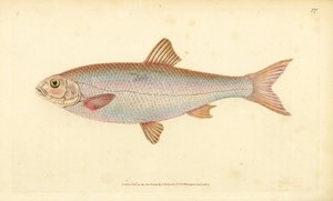 Dace, Leuciscus leuciscus (Cyprinus leuciscus). Handfärgad kopparplåt ritad och graverad av Edward Donovan från hans Natural History of British Fishes, Donovan och F.C. och J. Rivington, London av Edward Donovan