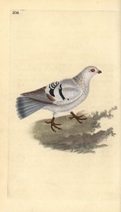 Tamduva, Columba livia domestica. Handfärgad kopparplåt ritad och graverad av Edward Donovan från hans egen "Natural History of British Birds", London av Edward Donovan