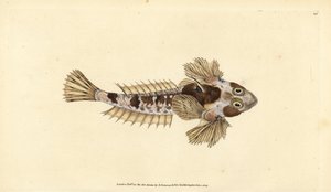Dragonet, Callionymus lyra (Sordid dragonet, Callionymus dracunculus). Handfärgad kopparplåt ritad och graverad av Edward Donovan från hans Natural History of British Fishes, Donovan och F.C. och J. Rivington, London av Edward Donovan