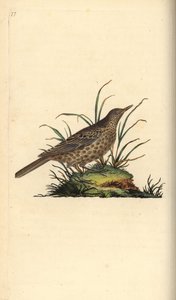 Dunkellärka, Pinarocorys nigricans. Handfärgad kopparplåt ritad och graverad av Edward Donovan från hans egen "Natural History of British Birds", London av Edward Donovan