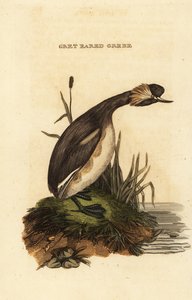 Örondopping eller horndopping, vuxen, Podiceps auritus av Edward Donovan