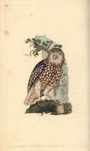 Pygméuggla, Glaucidium passerinum. Handfärgad kopparplåt ritad och graverad av Edward Donovan från hans egen "Natural History of British Birds", London av Edward Donovan