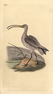 Snurra, Numenius arquata. Handfärgad kopparplåt ritad och graverad av Edward Donovan från hans egen "Natural History of British Birds", London av Edward Donovan