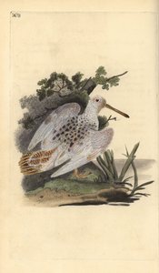 Eurasisk fot-vit skogssnäppa, Scolopax rusticola. Handfärgad kopparplåt ritad och graverad av Edward Donovan från hans egen "Natural History of British Birds", London av Edward Donovan