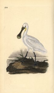 Eurasisk eller vanlig skednäbb, Platalea leucorodia. Handfärgad kopparplåt ritad och graverad av Edward Donovan från hans egen "Natural History of British Birds", London av Edward Donovan