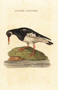 Eurasisk ostron, Haematopus ostralegus av Edward Donovan