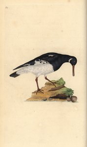 Eurasisk ostron, Haematopus ostralegus. Handfärgad kopparplåt ritad och graverad av Edward Donovan från hans egen "Natural History of British Birds", London av Edward Donovan