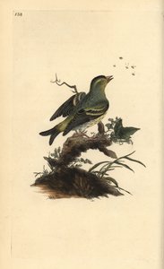 Eurasian siskin, Carduelis spinus. Handfärgad kopparplåt ritad och graverad av Edward Donovan från hans egen "Natural History of British Birds", London av Edward Donovan
