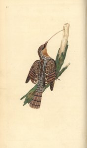 Eurasian wryneck, Jynx torquilla. Handfärgad kopparplåt ritad och graverad av Edward Donovan från hans egen "Natural History of British Birds", London av Edward Donovan