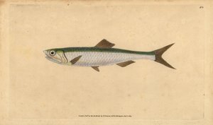 Europeisk ansjovis, Engraulis encrasicolus (Ansjovis, Clupea encrasicolus). Handfärgad kopparplåt ritad och graverad av Edward Donovan från hans Natural History of British Fishes, Donovan och F.C. och J. Rivington, London av Edward Donovan