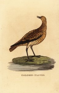 Gyllene plöver, Pluvialis apricaria av Edward Donovan