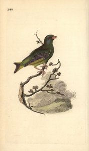 Europeisk grönfink, Carduelis chloris. Handfärgad kopparplåt ritad och graverad av Edward Donovan från hans egen "Natural History of British Birds", London av Edward Donovan