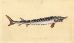 Europeisk eller vanlig stör. Akut hotad. Handfärgad kopparplåt ritad och graverad av Edward Donovan från hans Natural History of British Fishes, Donovan och F.C. och J. Rivington, London av Edward Donovan