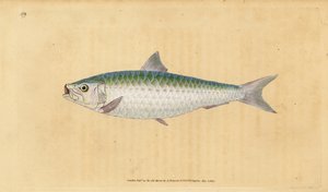 Europeisk pilchard, Sardina pilchardus (Pilchard, Clupea pilchardus). Handfärgad kopparplåt ritad och graverad av Edward Donovan från hans Natural History of British Fishes, Donovan och F.C. och J. Rivington, London av Edward Donovan