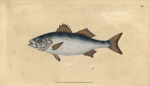 Europeisk havsabborre, Dicentrarchus labrax (Basse, Perca labrax). Handfärgad kopparplåt ritad och graverad av Edward Donovan från hans Natural History of British Fishes, Donovan och F.C. och J. Rivington, London av Edward Donovan