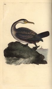 Europeisk shag, Phalacrocorax aristotelis. Handfärgad kopparplåt ritad och graverad av Edward Donovan från hans egen "Natural History of British Birds", London av Edward Donovan