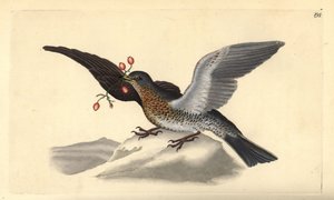 Åkerfar, Turdus pilaris. Handfärgad kopparplåt ritad och graverad av Edward Donovan från hans egen "Natural History of British Birds", London av Edward Donovan