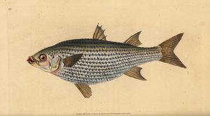 Flathead mulle, Mugil cephalus. Handfärgad kopparplåt ritad och graverad av Edward Donovan från hans Natural History of British Fishes, Donovan och F.C. och J. Rivington, London av Edward Donovan