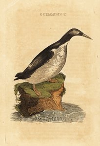 Dåraktig sillgrissla, Uria aalge av Edward Donovan