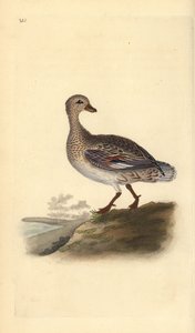 Gadwall (hona), Anas strepera. Handfärgad kopparplåt ritad och graverad av Edward Donovan från hans egen "Natural History of British Birds", London av Edward Donovan