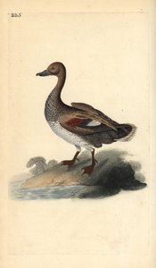 Gadwall (hane), Anas strepera. Handfärgad kopparplåt ritad och graverad av Edward Donovan från hans egen "Natural History of British Birds", London av Edward Donovan