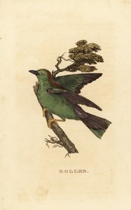 Garrulous roller eller European roller, Coracias garrulus av Edward Donovan