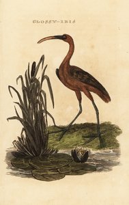 Blank uggla, Blank falcinellus av Edward Donovan