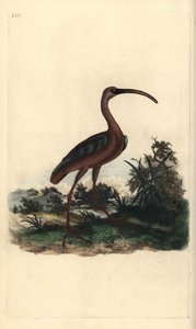 Blank ibis, Plegadis falcinellus. Handfärgad kopparplåt ritad och graverad av Edward Donovan från hans egen "Natural History of British Birds", London av Edward Donovan
