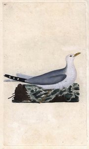Goeland aska. Larus canus. Kopparstick av Edward Donovan (1768-1837), publicerat i Histoire naturelle des oiseaux britanniques, London. av Edward Donovan