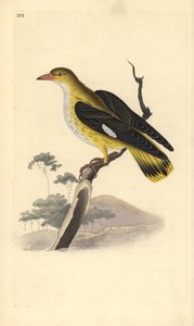 Gyllene oriole (hona), Oriolus oriolus. Handfärgad kopparplåt ritad och graverad av Edward Donovan från hans egen "Natural History of British Birds", London av Edward Donovan