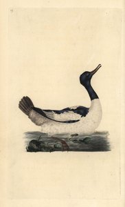Goosander, Mergus merganser. Handfärgad kopparplåt ritad och graverad av Edward Donovan från hans egen "Natural History of British Birds", London av Edward Donovan