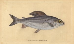 Harr, Thymallus thymallus (Salmo thymallus). Handfärgad kopparplåt ritad och graverad av Edward Donovan från hans Natural History of British Fishes, Donovan och F.C. och J. Rivington, London av Edward Donovan