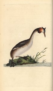 Storspov, Podiceps cristatus. Handfärgad kopparplåt ritad och graverad av Edward Donovan från hans egen "Natural History of British Birds", London av Edward Donovan