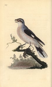 Stor gråskaka (hona), Lanius excubitor. Handfärgad kopparplåt ritad och graverad av Edward Donovan från hans egen "Natural History of British Birds", London av Edward Donovan