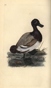 Större anka, Aythya marila. Handfärgad kopparplåt ritad och graverad av Edward Donovan från hans egen "Natural History of British Birds", London av Edward Donovan