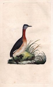 Falk är glad. Podiceps grisegena (Podiceps ruficollis). Kopparstick av Edward Donovan (1768-1837), publicerat i Histoire naturelle des oiseaux britanniques, London. av Edward Donovan