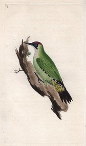 Gröngöling. Picus viridis. Kopparstick av Edward Donovan (1768-1837), publicerad i Natural History of British Birds, London av Edward Donovan