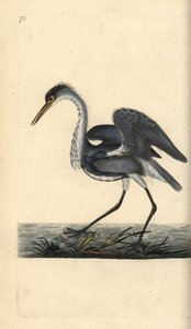 Gråhäger, Ardea cinerea. Handfärgad kopparplåt ritad och graverad av Edward Donovan från hans egen "Natural History of British Birds", London av Edward Donovan