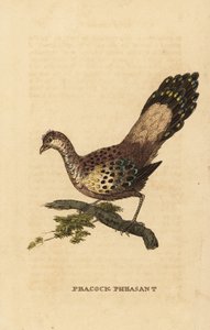 Grå påfågel-fasan, Polyplectron bicalcaratum av Edward Donovan